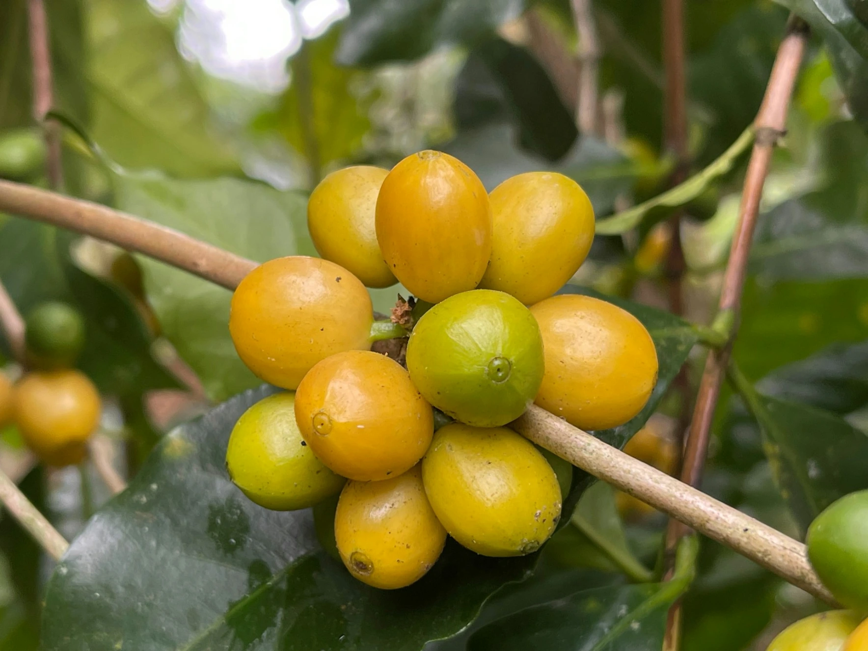 Da Lat yellow bourbon arabica a close up of a bunch of fruit on a tree