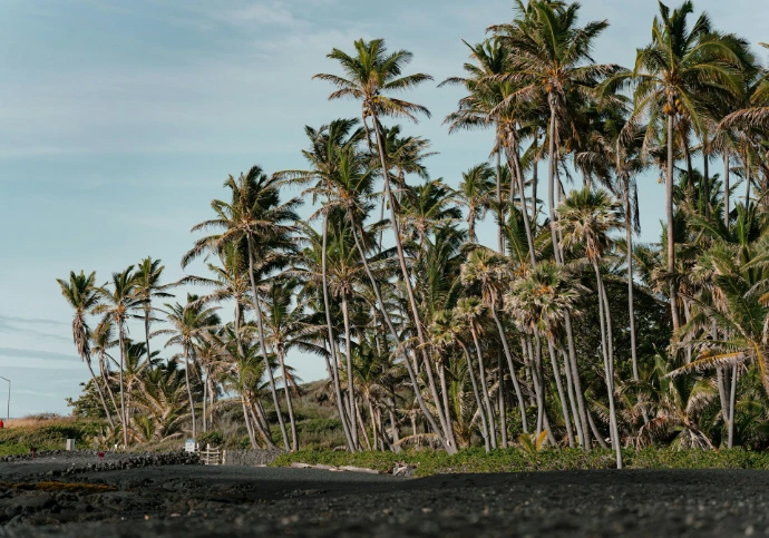 Tall palm trees line a dark sandy beach.