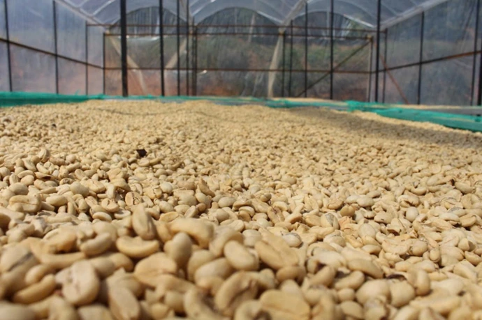 fully-washed arabica coffee