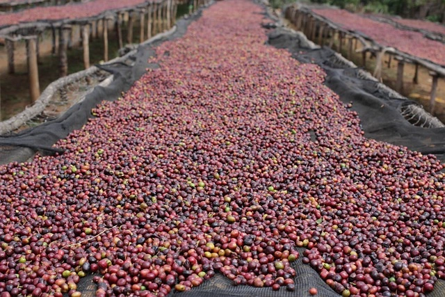 natural processing arabica coffee