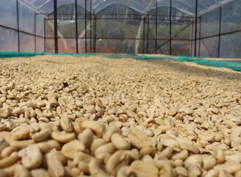 wscafe green arabica under sunlight.webp