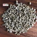 wscafe green arabica coffee beans.webp