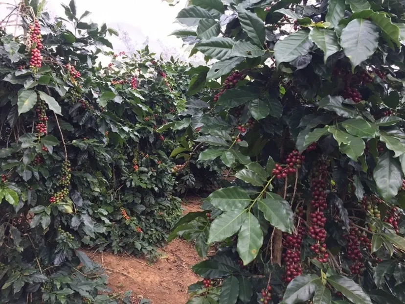 wscafe arabica green coffee fruits.webp