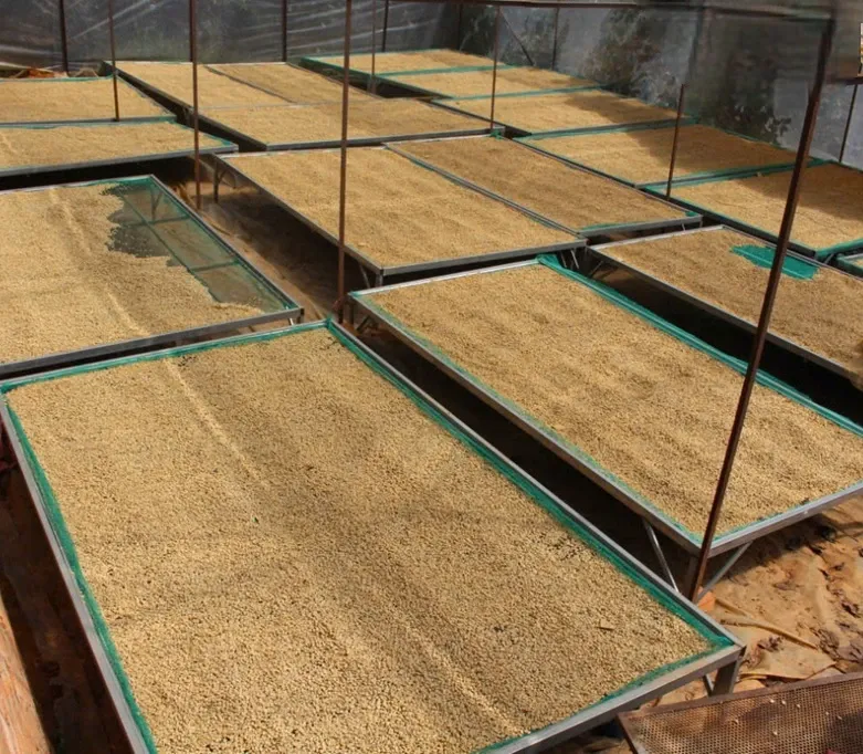 wscafe green arabica drying on a bed.webp