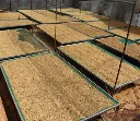wscafe green arabica drying on a bed.webp