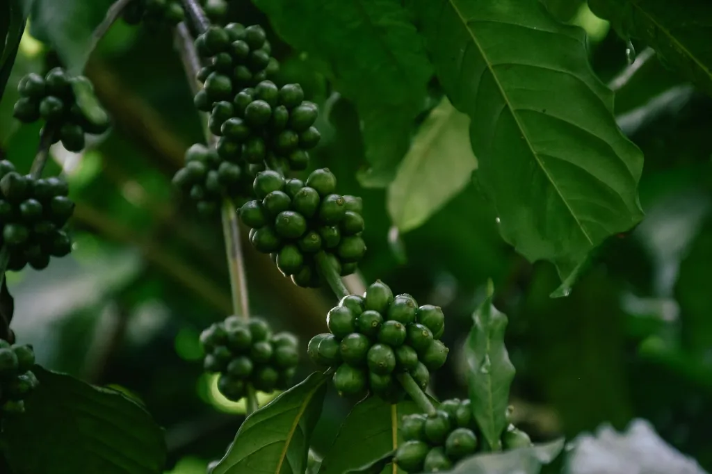 unsplash_ZF9zx4XQ4K8_green coffee beans.webp