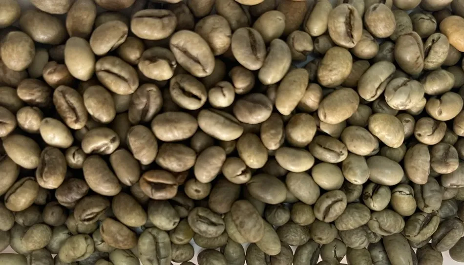 wscafe green robusa peaberry closer look.webp