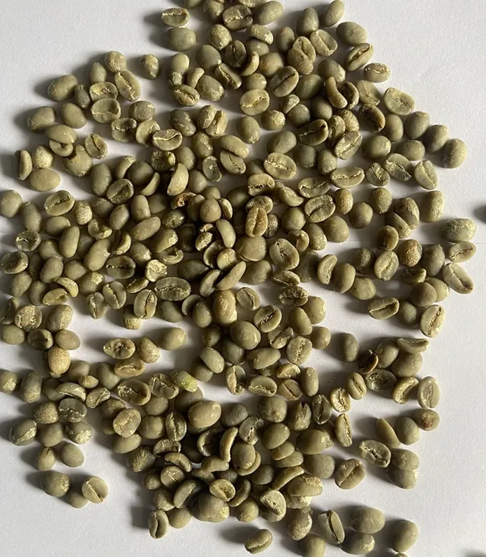 wscafe green arabica da lat specialty coffee.webp