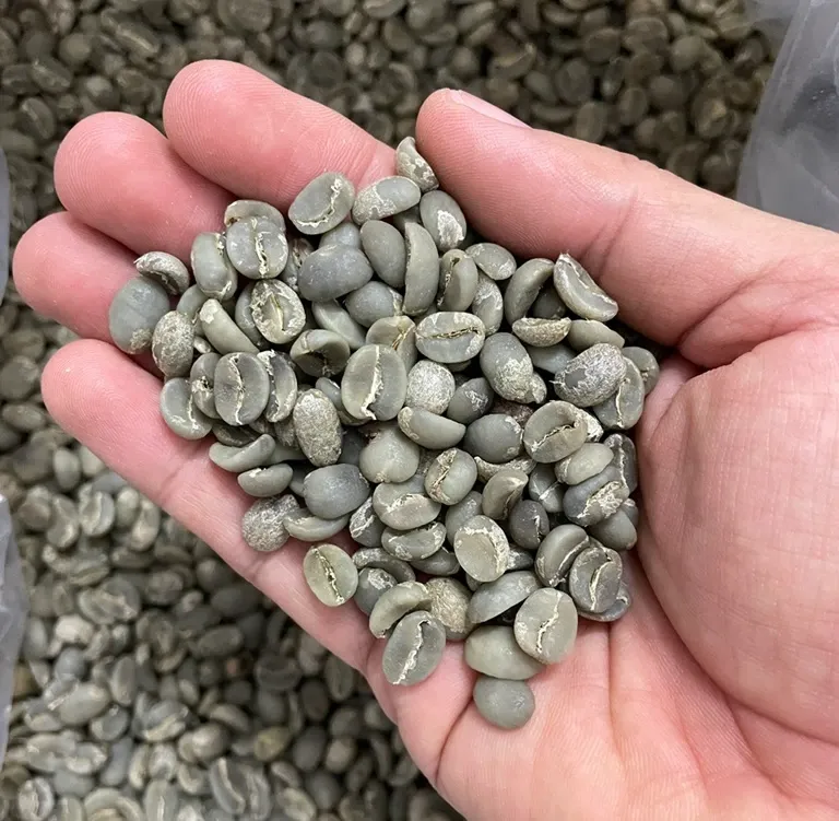 WSCAFE Green Arabica Coffee